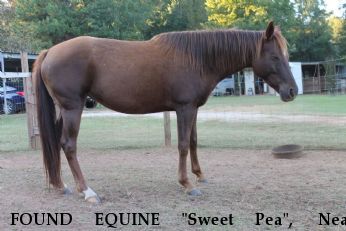 FOUND EQUINE "Sweet Pea",  Near Nacogdoches, TX, 75965